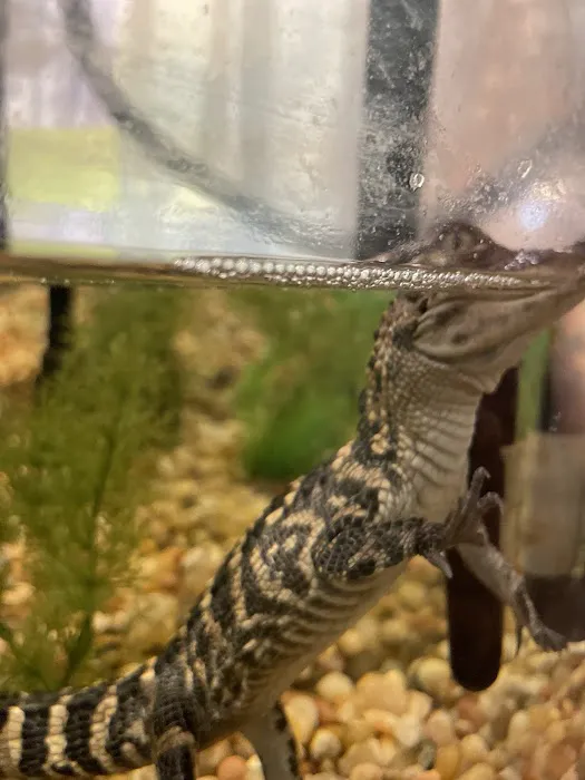 Pin Oak Loop Campground Picture 4