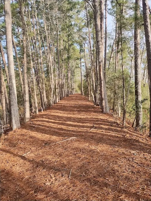 Pineywoods Camp Picture 6