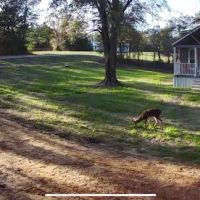 Red's Cozy Rentals ico