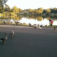 Agriculture & Forestry Department ico