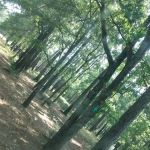 514-D White Rock Horse Camp