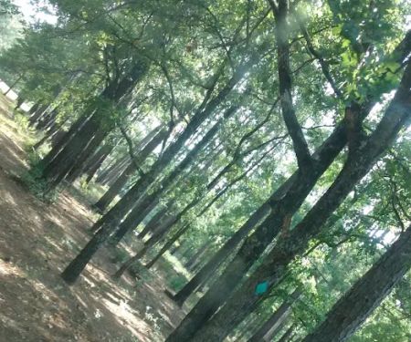 514-D White Rock Horse Camp