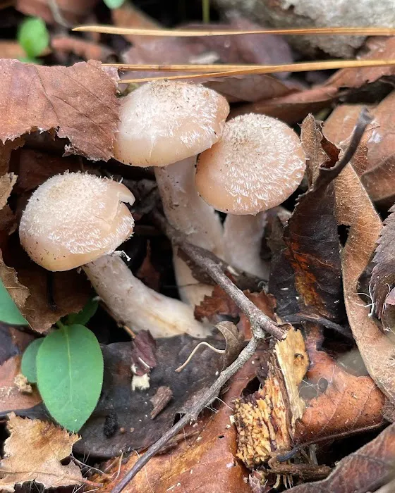 BarefootGee’s Texas Primitive Tent ,Car campsite Rest Stop.Group Campsites Picture 4