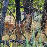 LH Campground, Fishing, Pavillion