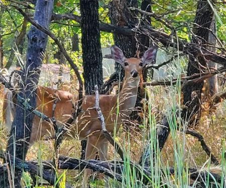 LH Campground, Fishing, Pavillion