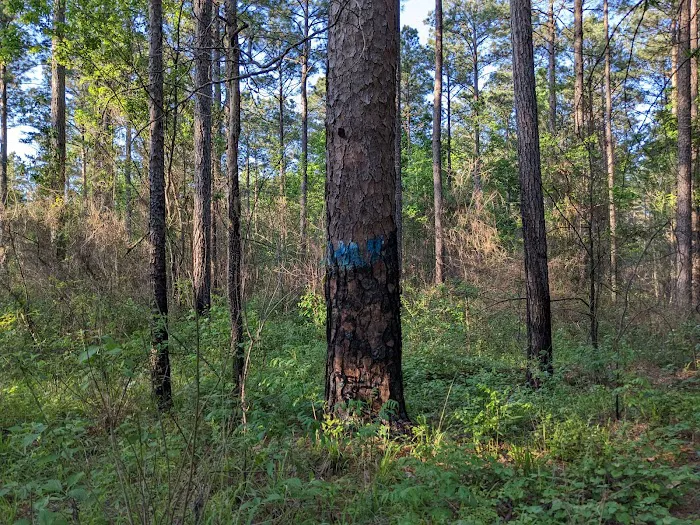 TurkeyTrot Campground Picture 7