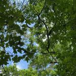 S13 Campsite with Shelter