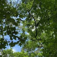 S13 Campsite with Shelter ico