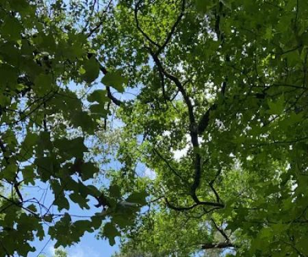 S13 Campsite with Shelter