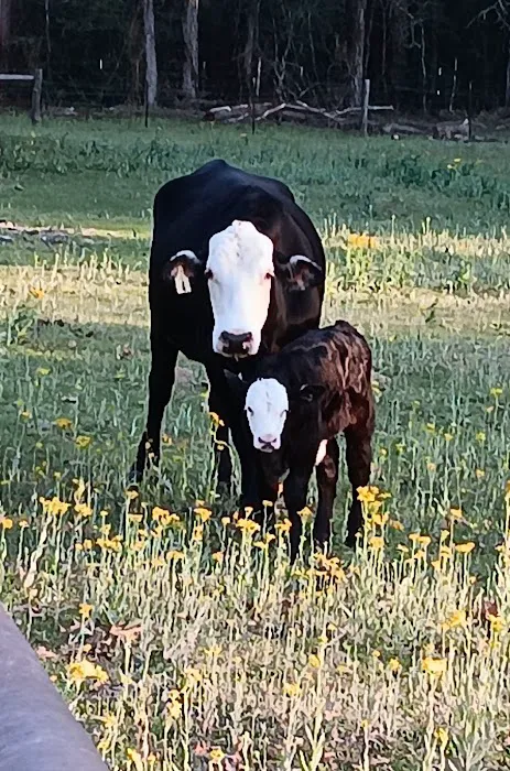 RafterTFarm Picture 7