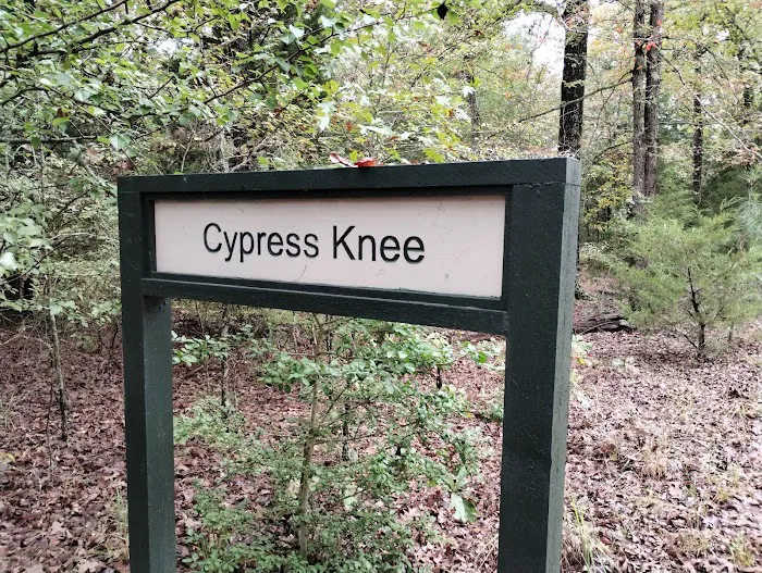 Cypress Knee Camp Site Picture 7