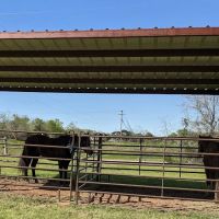 Mineola Appaloosa ico