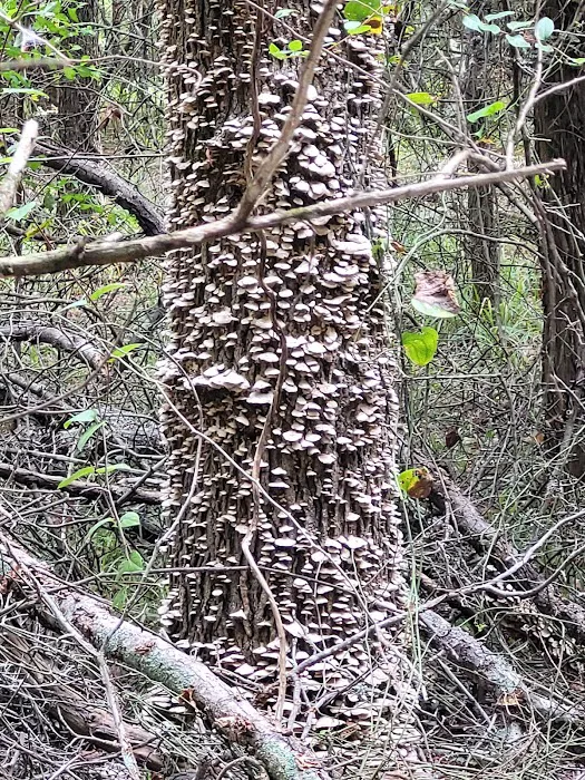 Fort Sherman Camping Area, Water and Electric Sites Picture 4