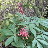 Fort Sherman Camping Area, Water and Electric Sites ico