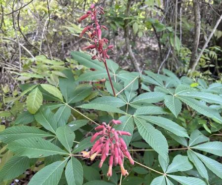 Fort Sherman Camping Area, Water and Electric Sites