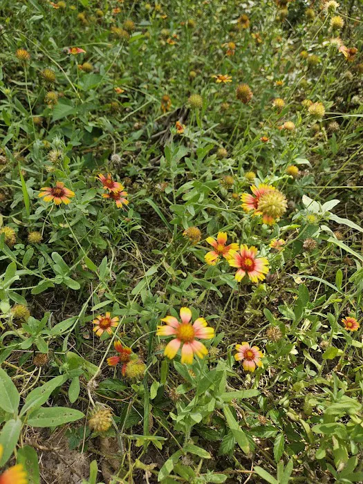 Camp Caney Creek Picture 9