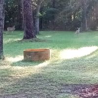 Reno Ranch Estate ico