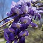 US Army Corps of Engineers