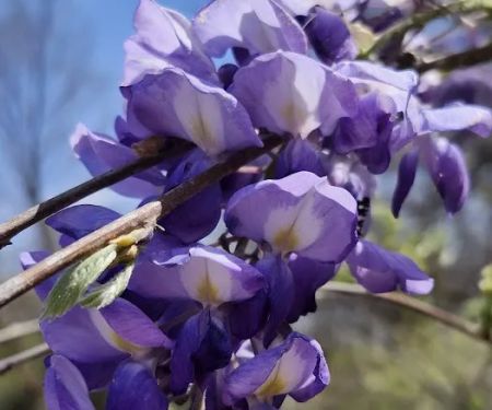 US Army Corps of Engineers