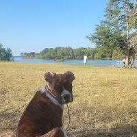 Group Camping Area ico
