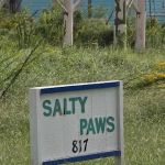 Salty Paws