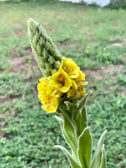 Camp Scissortail Eco Retreat Picture 1