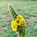 Camp Scissortail Eco Retreat