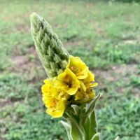 Camp Scissortail Eco Retreat ico