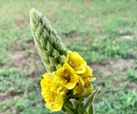 Camp Scissortail Eco Retreat