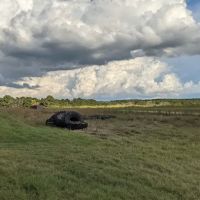 5D Ranch ico