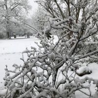 Briers Ranch Primitive Camping ico