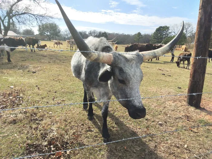 Lake Whitney Camping Resort Ramp Cabin 2 Picture 9