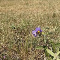 Bear Creek Campground ico