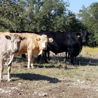 High Hope Ranch ico