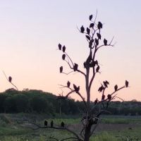 Nopali Gorge Ranch ico