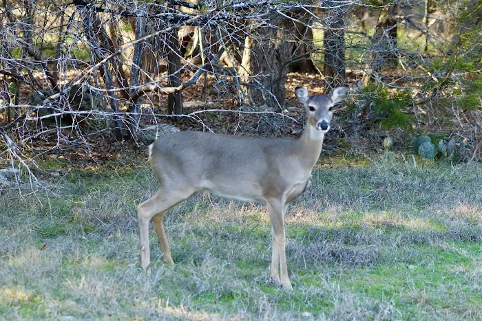 Cedar Ridge Picture 9