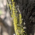 Juniper Ridge Campground