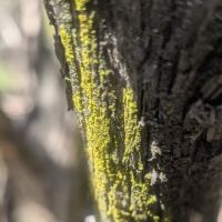Juniper Ridge Campground ico