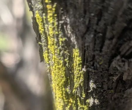 Juniper Ridge Campground