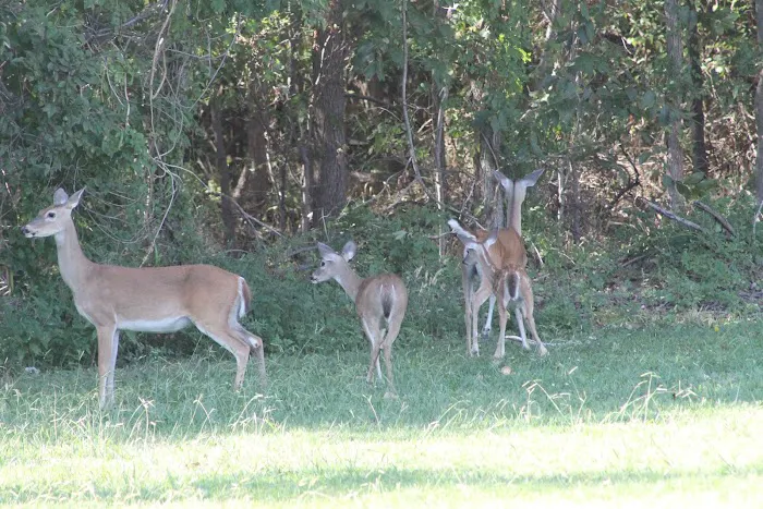 Weatherford / Fort Worth West KOA Journey Picture 7