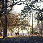 Myers Corner RV Park