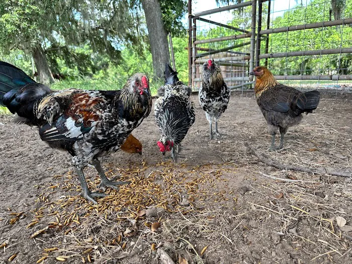Gray Ranch Picture 6