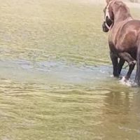 Brazos River Campground ico