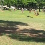 Lake Park Campground