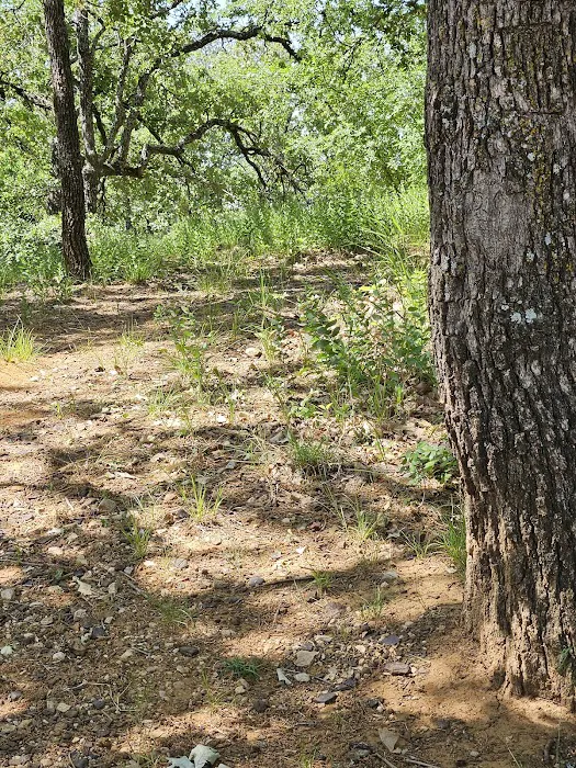 Hickory Creek COE Campground Picture 5