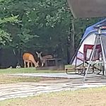 Hickory Creek COE Campground