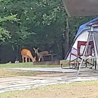 Hickory Creek COE Campground ico