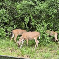 Hickory Creek Park ico