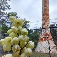 Hickory Creek Campground ico