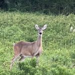 Country Aire RV Park